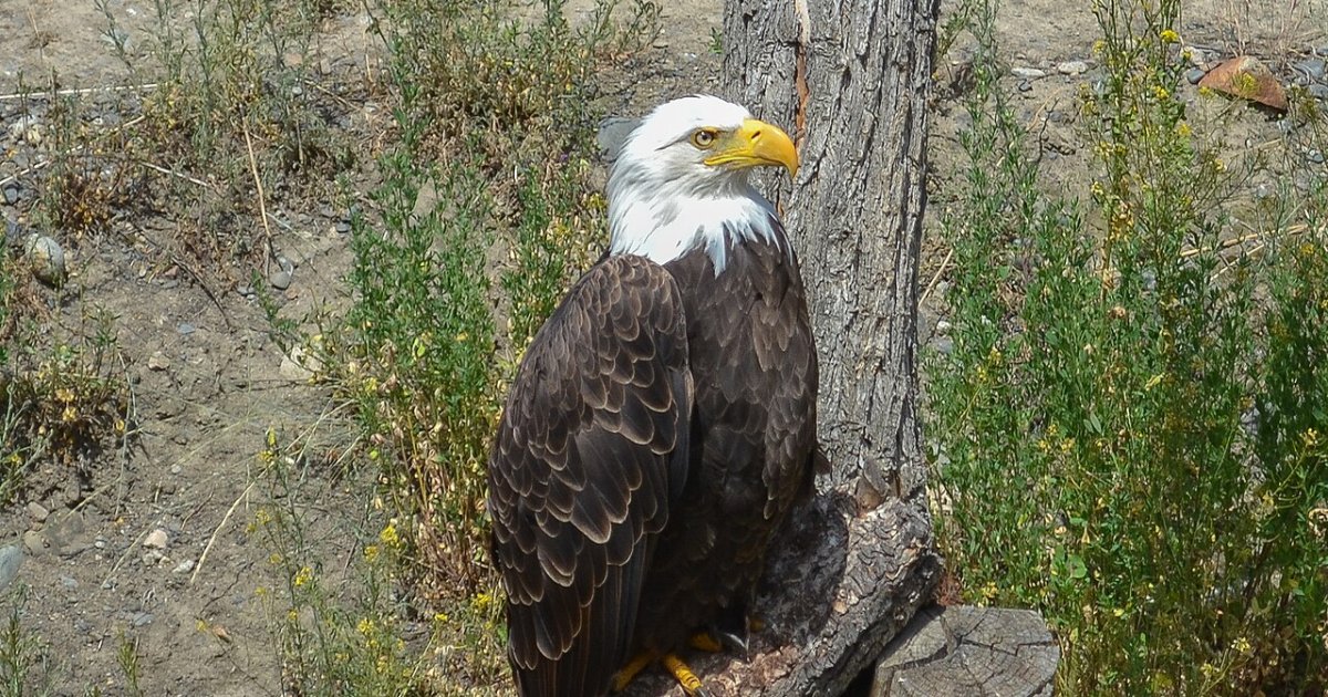 BC Wildlife Park, Kamloops