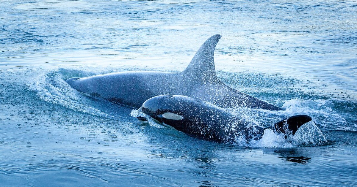 Half-Day Whale Watching Adventure from Vancouver