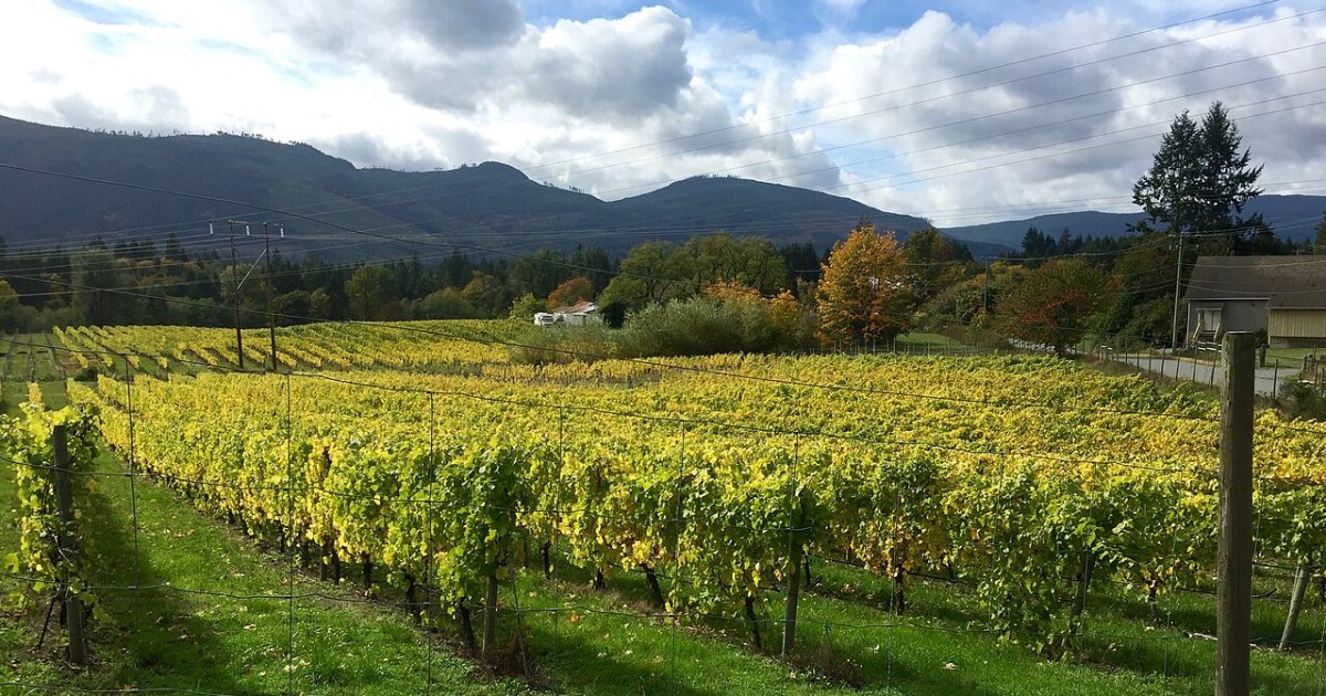 Victoria Wine Tour with Wine Tastings and Charcuterie