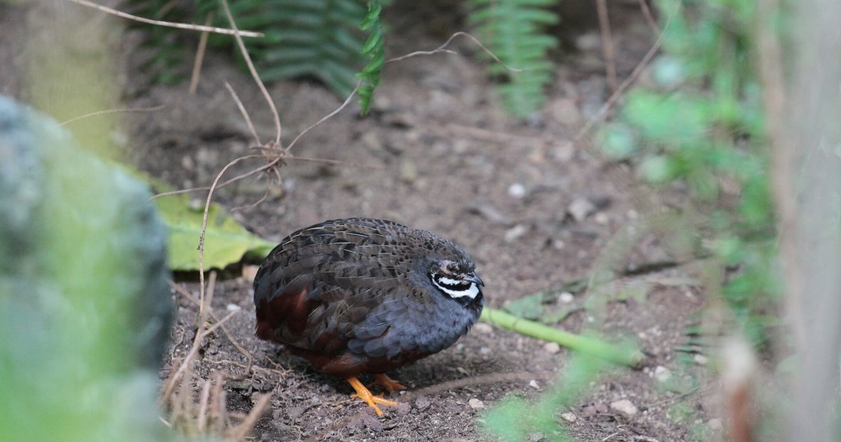 Victoria Butterfly Gardens in Brentwood Bay