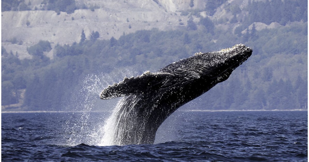 Half-Day Whale Watching Tour from Granville Island