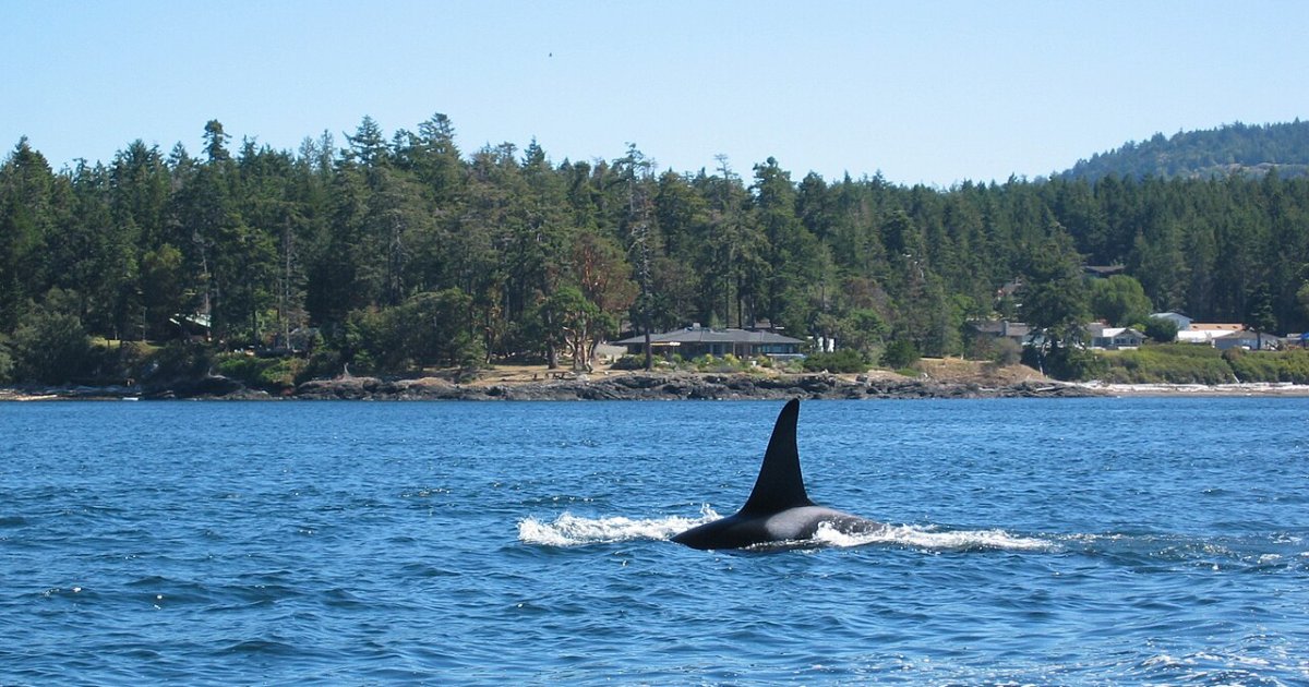 Whale Watching Cruise