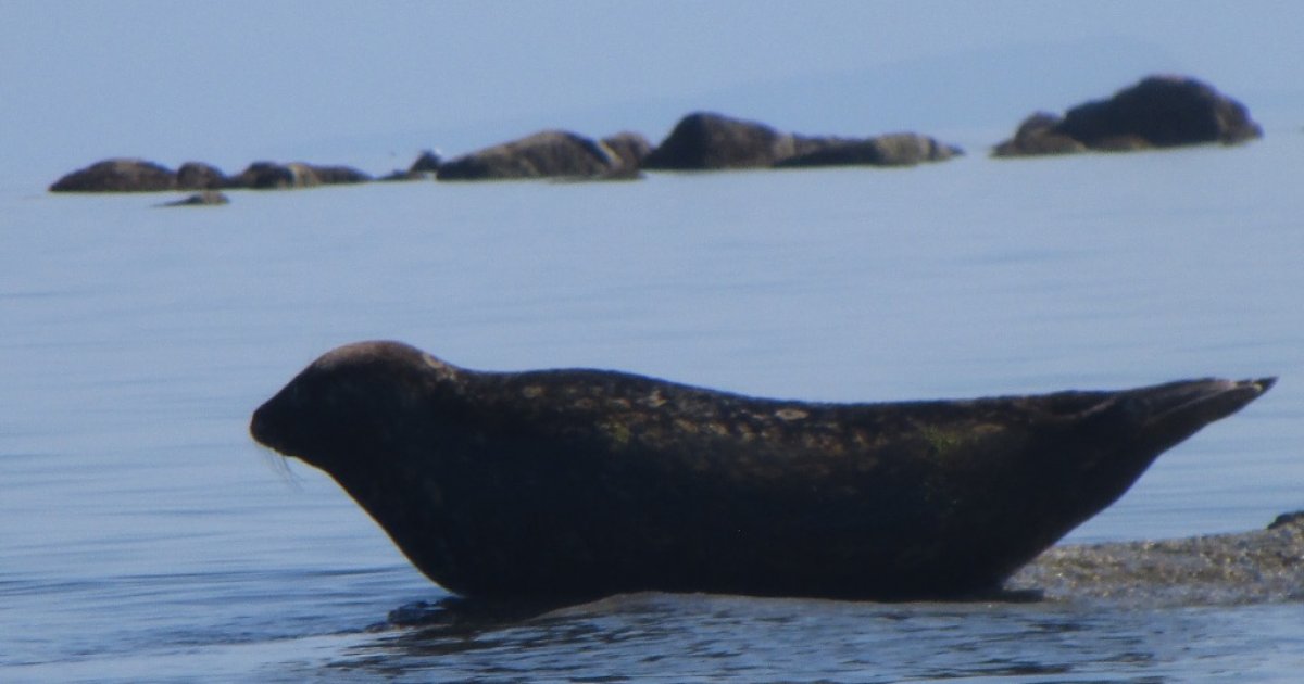 Snorkel, Kayak and Seal Adventure: Vancouver Boat Tour