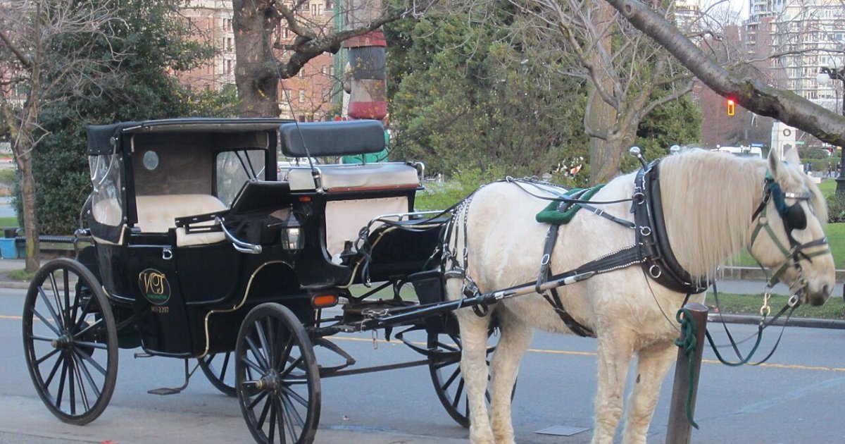 60-Minute Beacon Hill Park Carriage Tour