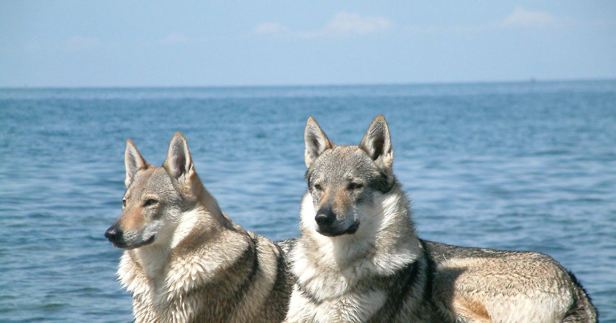 Yamnuska Wolfdog Sanctuary visit, near Cochrane