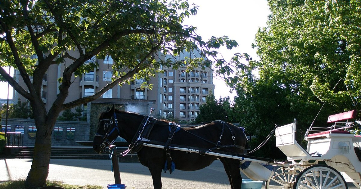 The Royal Tour: 75-Minute Horse-Drawn Carriage