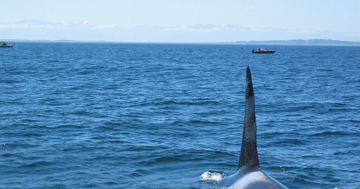Half-Day Whale Watching Adventure from Victoria