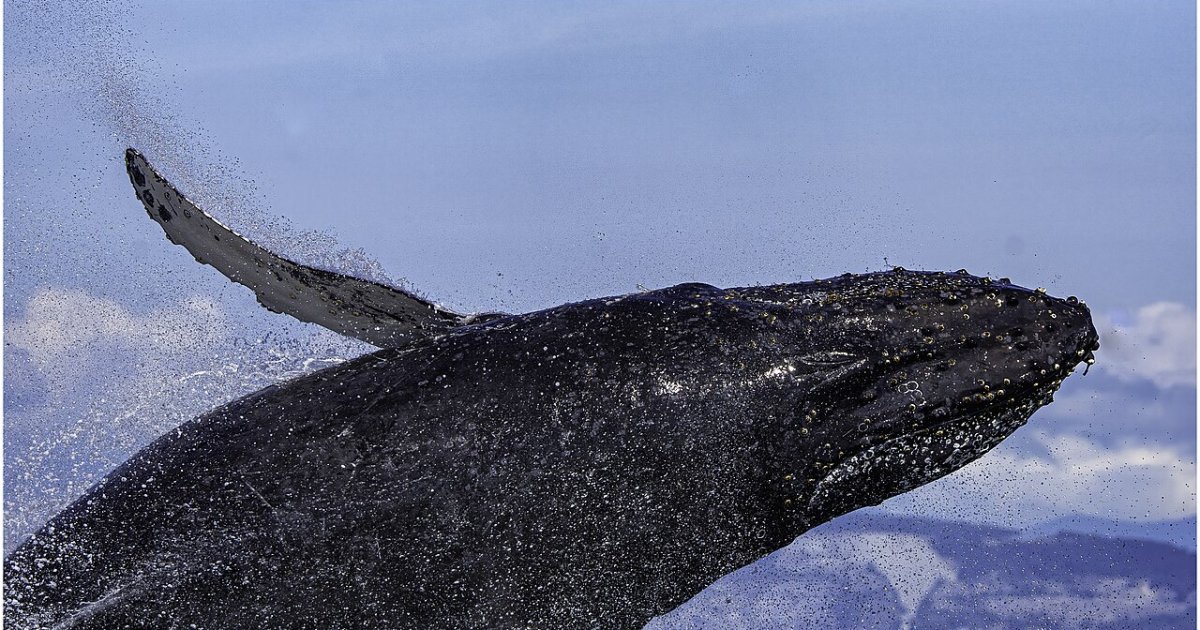 4-Hour Afternoon Whale Watching Tour