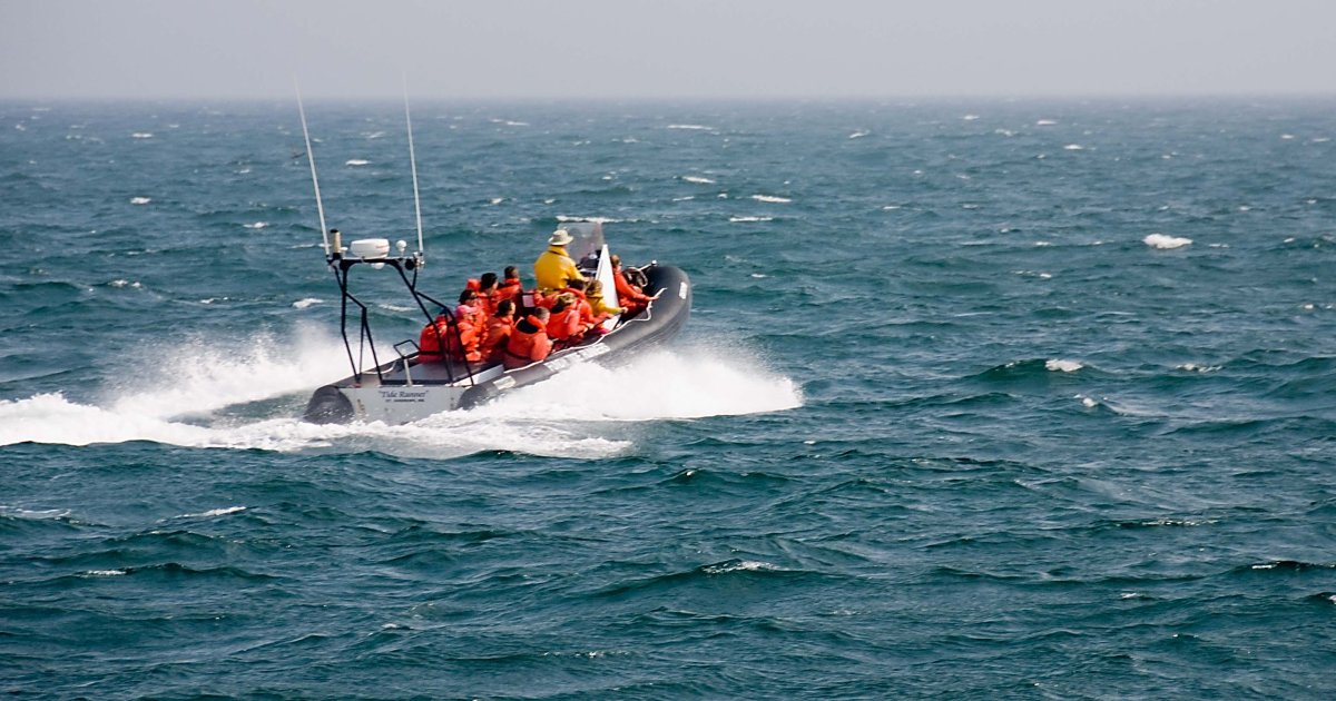Zodiac Marine Wildlife Excursion from Victoria